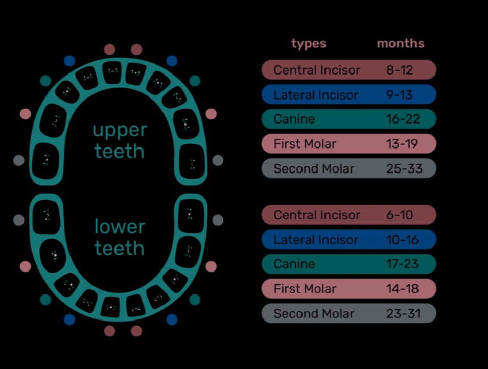 A timeline chart showing when baby teeth typically erupt.