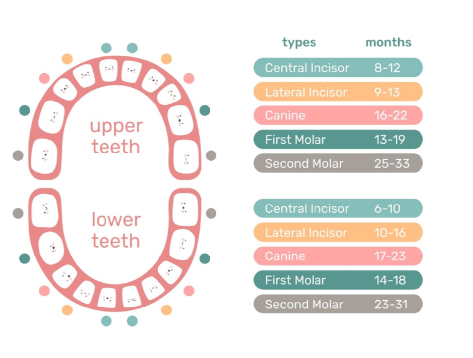 A timeline chart showing when baby teeth typically erupt.